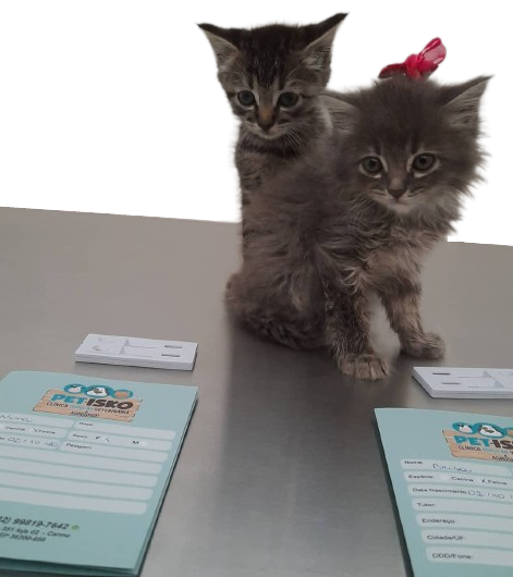 Dois gatinhos com suas carteirinhas de vacina da PET-ISKO na Clínica Popular Veterinária e Agroshop - Cuidando da saúde e bem-estar dos gatinhos em Barbacena